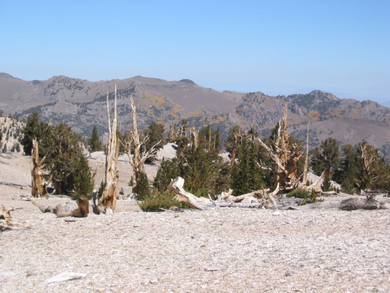 2003-09-20 White (60)